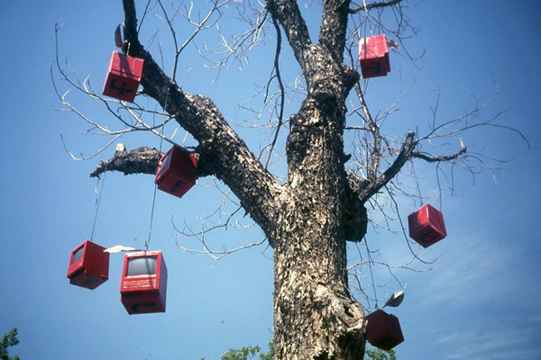 Apple Tree Project Candy Apple Red IIc Mac Computers Hanging from Dead Tree at Casey Moores Tempe Matthew Flansburg Austin Godber Jim Decorse Chris White 1999